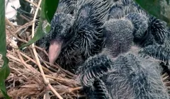 Rescatando a un pequeño vecino